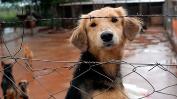 proponen multas y prision efectiva para quienes maltraten animales proponen multas y prision efectiva para quienes maltraten animales