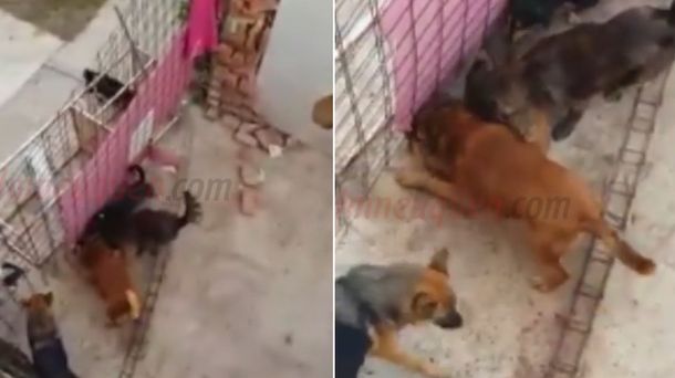 Macabro: perros en estado de abandono se matan entre sí