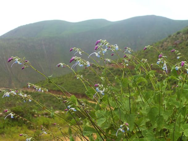 El arbusto mide hasta 1,5 metros y florece con pétalos blanco y celeste.