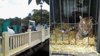 un tigre entre scioli y massa un tigre entre scioli y massa