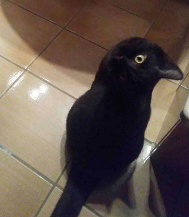 Todos dudan si se trata de un gato o un cuervo