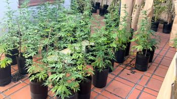 mas de 100 plantas de marihuana: entro a una casa de parque chacabuco a robar, cayo y la policia se sorprendio mas de 100 plantas de marihuana: entro a una casa de parque chacabuco a robar, cayo y la policia se sorprendio