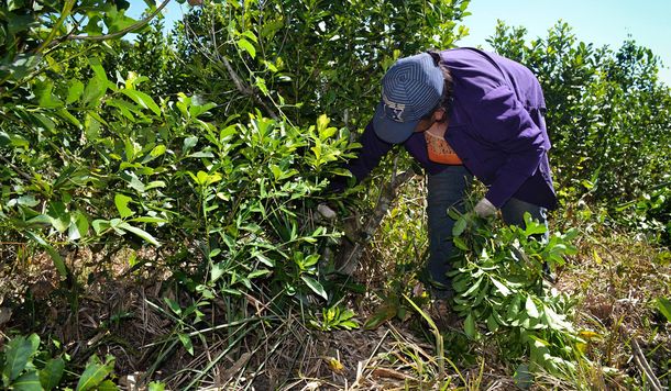 El drama de los tareferos de Misiones: cobran $1,5 por cada kilo de yerba que cosechan