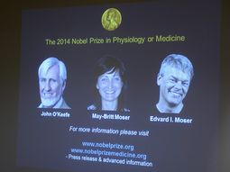 dan el nobel a medicos que descubrieron el gps interno del cerebro dan el nobel a medicos que descubrieron el gps interno del cerebro