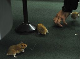 soltaron ratas en el congreso de brasil por el petrolao soltaron ratas en el congreso de brasil por el petrolao