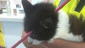 gato sobrevive despues que una flecha le atravesara la cabeza gato sobrevive despues que una flecha le atravesara la cabeza