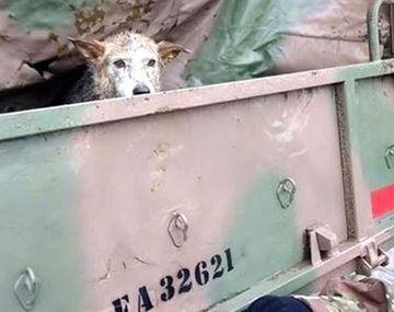 La conmovedora historia de una mascota perdida en el temporal