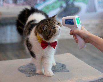 Un gato se contagi&oacute; de coronavirus