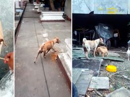 el conmovedor video de una perra que pide comida para sus cachorros el conmovedor video de una perra que pide comida para sus cachorros