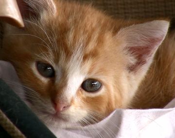 Gato cruzó el país escondido en la valija de su dueña