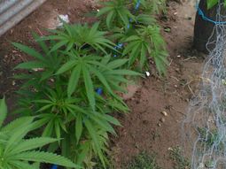 detienen a un hombre que tenia un invernadero de marihuana y armas en bahia blanca detienen a un hombre que tenia un invernadero de marihuana y armas en bahia blanca