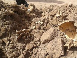 Estos son los huesos que encontraron en Metán Estos son los huesos que encontraron en Metán