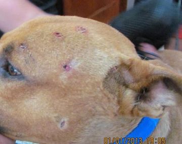 Se divirtieron disparándole a un perro de la calle