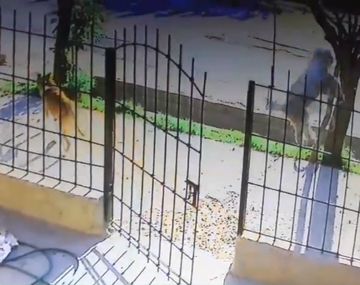 El hombre revoleó al perro y lo mató