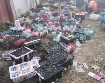 Miles de mascotas muertas y embaladas fueron encontradas en un depósito de China