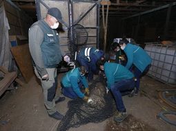 Capturaron un puma en Santiago de Chile en medio de la cuarentena por el coronavirus - Cr&eacute;dito:&nbsp;@sagchile