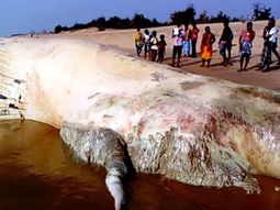 Encuentran al cadáver del pez más grande del mundo en una playa de India