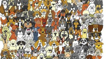 volvio el panda: encontralo entre todos estos perros volvio el panda: encontralo entre todos estos perros