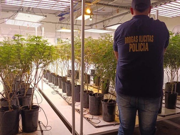 Mar del Plata: una mujer usaba un grow shop como pantalla para vender marihuana