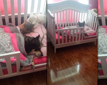 Un intruso en la cama: mirá cómo este perro duerme con su pequeña dueña