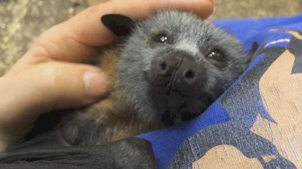 Pura ternura: así reacciona un murciélago huérfano cuando lo acarician