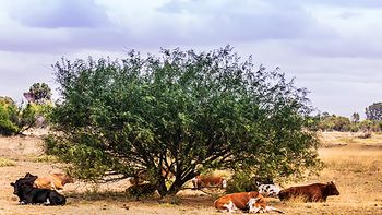el mtop respondio la critica de los productores por corte de pasto en rutas el mtop respondio la critica de los productores por corte de pasto en rutas