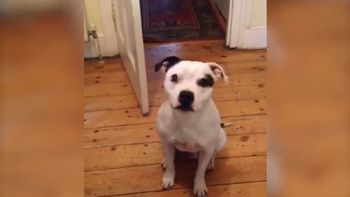 Ziggy, un perro obediente que se viralizó a través de redes sociales Ziggy, un perro obediente que se viralizó a través de redes sociales