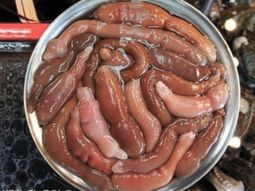 atencion: el pez pene que invadio las playas de la patagonia es comestible y lo consideran un manjar atencion: el pez pene que invadio las playas de la patagonia es comestible y lo consideran un manjar