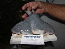 El tiburón de dos cabezas, ¿amenaza multiplicada? El tiburón de dos cabezas, ¿amenaza multiplicada?