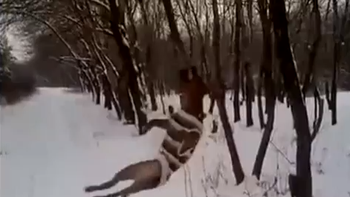 un pitbull encabronado con la rama de un arbol en la nieve un pitbull encabronado con la rama de un arbol en la nieve