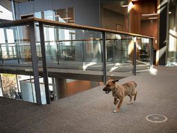 el perro balcarce ya tiene twitter y facebook el perro balcarce ya tiene twitter y facebook