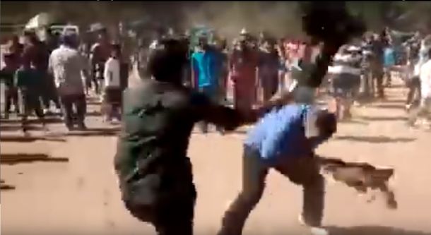 La cruel nueva versión de las peleas de gallos: los usan para pegarse