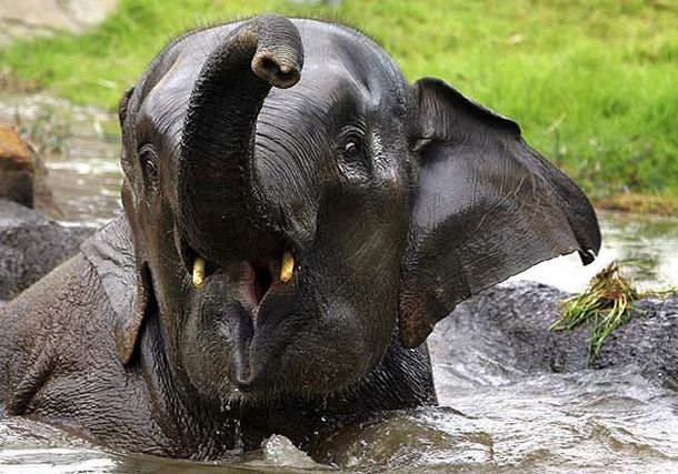Elefante
