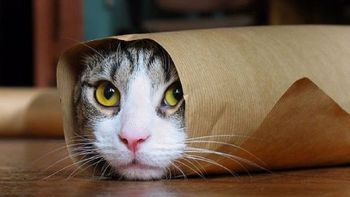 confirmado: los videos de gatitos son adictivos, pero buenos para la salud confirmado: los videos de gatitos son adictivos, pero buenos para la salud