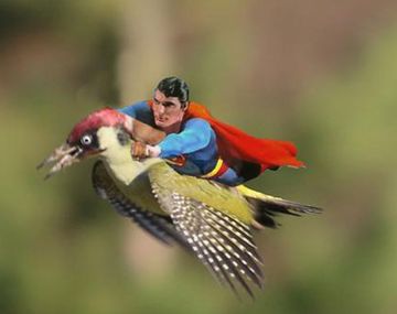 Mirá los mejores memes de la foto del pájaro