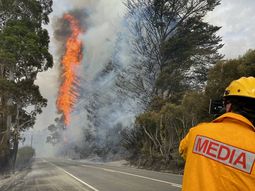 Incendios en Australia: luchan para salvar a los animales atrapados por el fuego