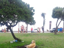 Miel, el perrito que necesita una familia Miel, el perrito que necesita una familia