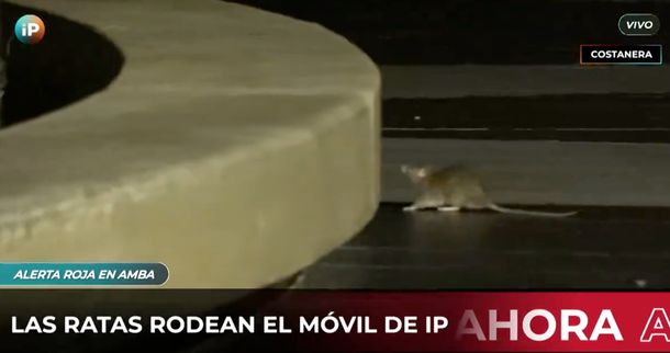Apareció una rata en pleno móvil de TV en la Costanera porteña