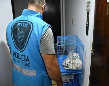 Rescataron 17 gatos y encontraron animales muertos en la heladerra de un departamento de Villa Crespo
