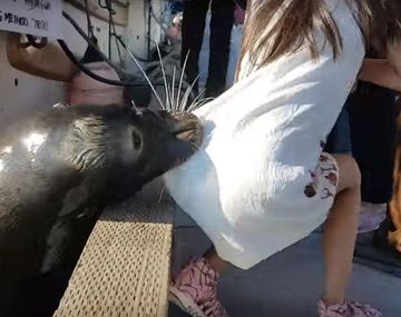 Un león marino atacó a una niña y la arrastró al agua
