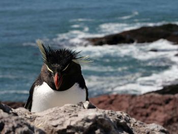 Pingüinos comienzan a poblar las costas de Puerto Deseado