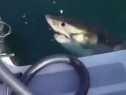 Disfrutaban de la pesca y apareció un tiburón