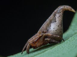 Una araña descubierta que está en el top 10