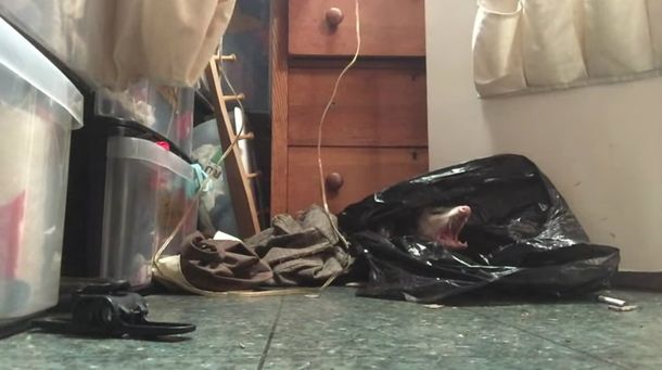 A la grande le puso Cuca: mujer encontró un nido de zarigüeyas en su ropero