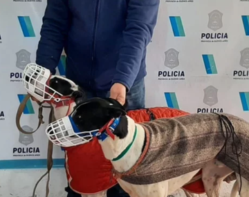 Mar del Plata: rescatan a 11 perros víctimas de las carreras ilegales de galgos