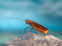 Aparecen más cucarachas con el calor: qué recaudos tomar