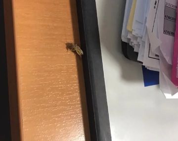 Empleados del INDEC denuncian invasión de cucarachas y ratas en el edificio