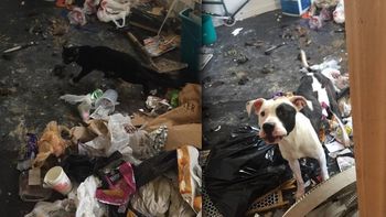 Un perro y un gato sobreviven tras meses de encierro Un perro y un gato sobreviven tras meses de encierro