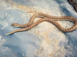 Serpiente cascabel hallada en Neuquén Serpiente cascabel hallada en Neuquén