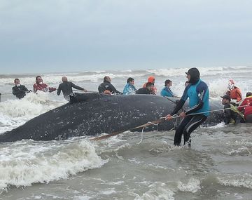 Ballena varada en Mar del Tuyú - Crédito: Mundo Marino